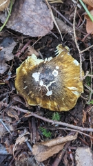Tricholoma subsejunctum