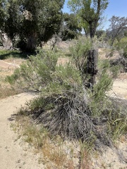 Ericameria pinifolia