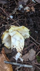 Tricholoma subsejunctum