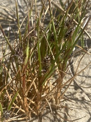 Cenchrus spinifex
