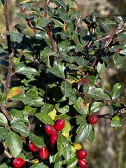 Cotoneaster divaricatus
