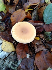 Paralepista gilva