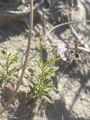 Trichostema nesophilum