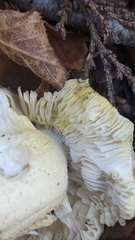 Tricholoma subsejunctum