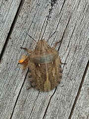 Eurygaster testudinaria