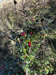 Cotoneaster divaricatus
