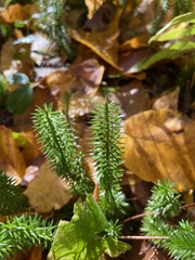 Lycopodiaceae