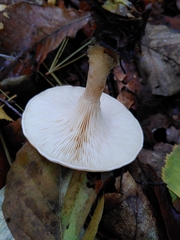 Paralepista gilva