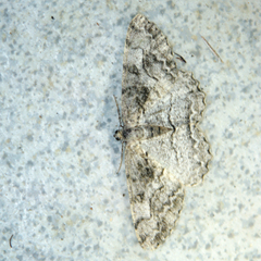 Alcis repandata