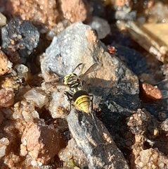 Protonectarina sylveirae