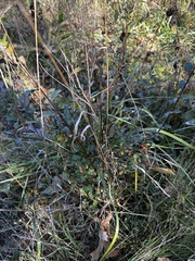 Cotoneaster divaricatus