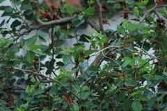 Eupsittula aurea
