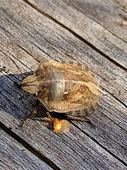 Eurygaster testudinaria