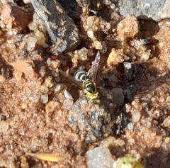 Protonectarina sylveirae