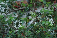 Eupsittula aurea