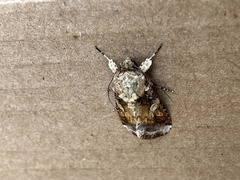 Spodoptera latifascia