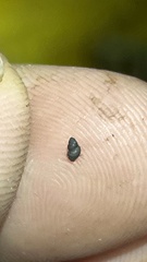 Pseudotryonia grahamae