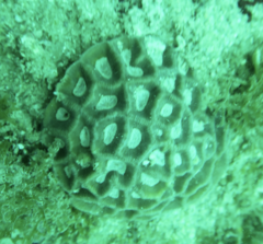 Coelastrea palauensis