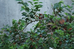 Eupsittula aurea