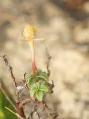 Oenothera humifusa