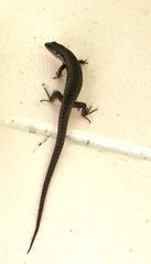 Concinnia tenuis