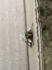 Spodoptera latifascia