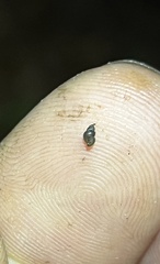 Pseudotryonia grahamae