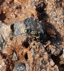 Protonectarina sylveirae