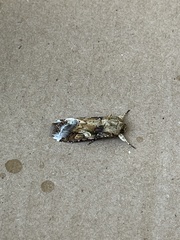 Spodoptera latifascia