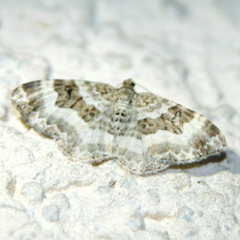 Epirrhoe rivata