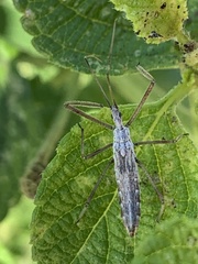 Zelus tetracanthus