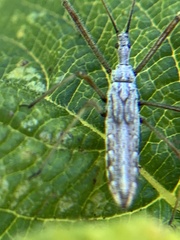 Zelus tetracanthus
