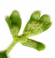 Puccinia albescens