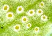 Puccinia albescens
