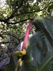 Anthurium schlechtendalii