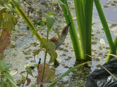 Certhiaxis cinnamomeus