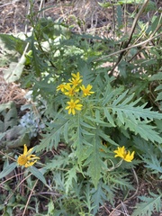 Senecio eremophilus