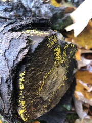 Calycina citrina