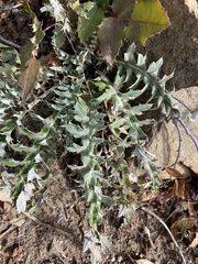 Cirsium ochrocentrum