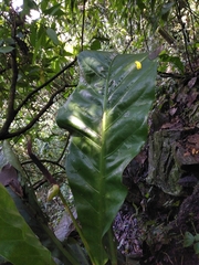 Anthurium schlechtendalii