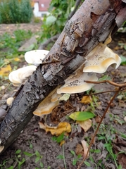 Trametes villosa