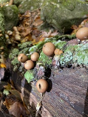 Apioperdon