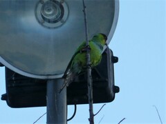 Aratinga nenday