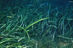 Siphonognathus argyrophanes