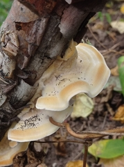 Trametes villosa