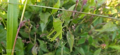 Cyrtacanthacridini