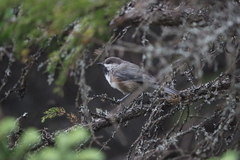 Poecile hudsonicus