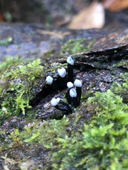 Holwaya mucida