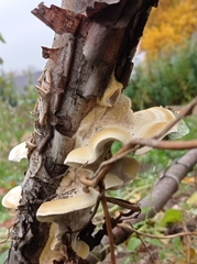 Trametes villosa