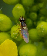 Thaumatomyia glabra
